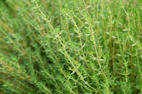 Thyme herb stock image. Image of foliage, seasoning, cultivated - 36433125