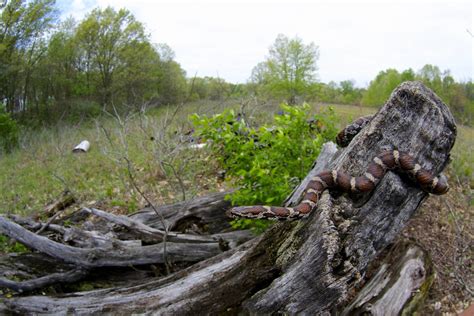 Eastern Milk Snake in Habitat | Lampropeltis triangulum. Iro… | Flickr