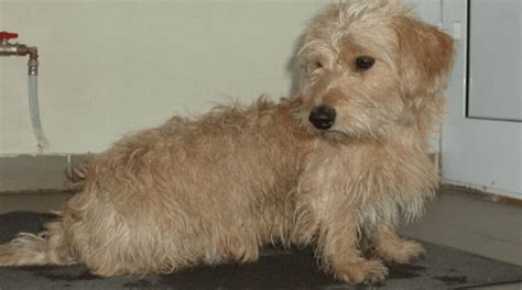 Dachshund Poodle Mix (Doxiepoo) - Breed Information