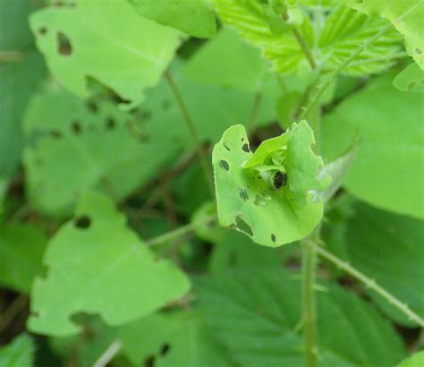 Managing Mile-a-Minute Weed | CCE Suffolk Long Island Gardening