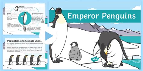 Emperor Penguin Information PowerPoint (Teacher-Made)