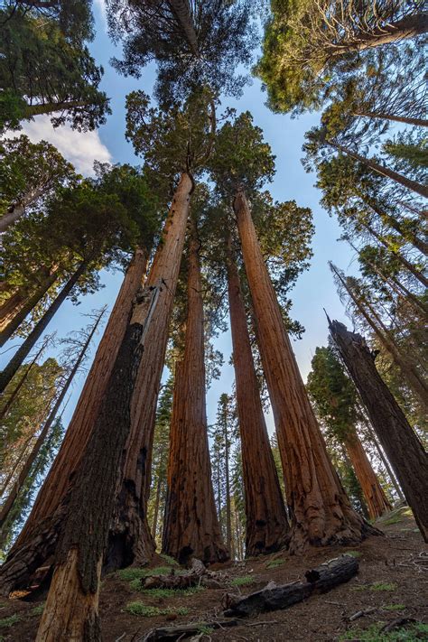 [100+] Sequoia National Park Wallpapers | Wallpapers.com