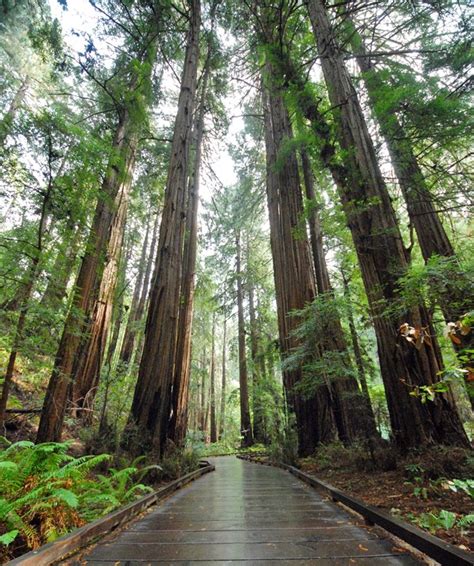 Inventory and Monitoring at Muir Woods National Monument (U.S. National Park Service)