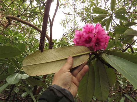 Rhododendrons of Sikkim