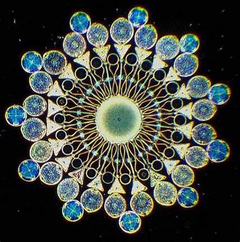 You know what’s really cool? Victorian Diatom art.... - Snips and Snails