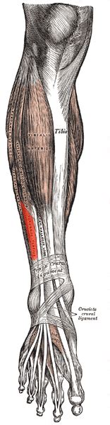 Peroneus Tertius - Physiopedia