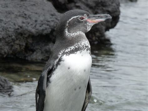 Galápagos Penguin Biology - Center for Ecosystem Sentinels