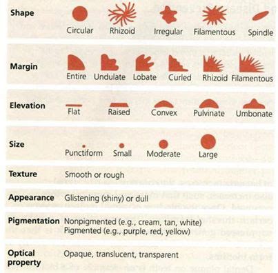 Bacterial colony morphology | Medical Laboratories