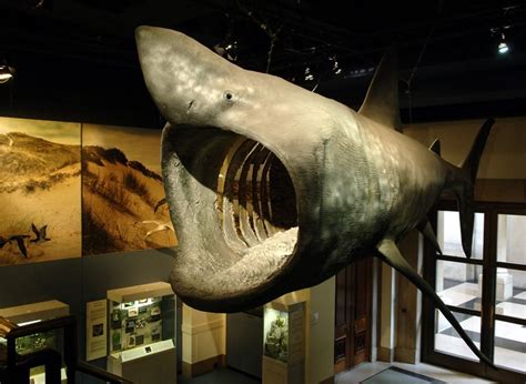 Basking Shark Skeleton