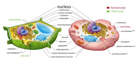 Describe the modern cell theory. Mention the | Class Eleven Biology