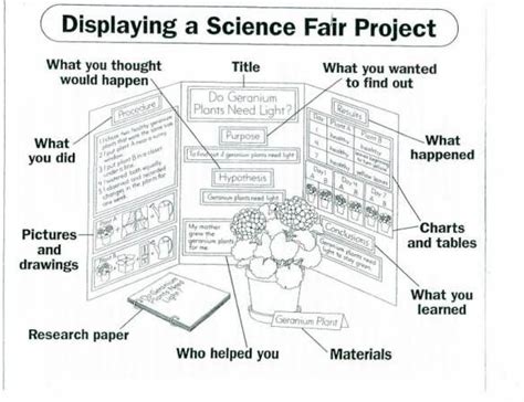 GUIDELINES | Science fair projects, Science fair, Science fair board