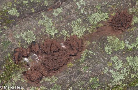 Animal, Mineral or Fungi? - Driftless Prairies: Native Ecosystems