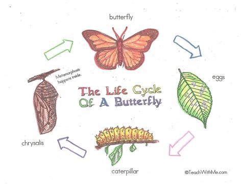 Butterfly Life Cycle Diagram