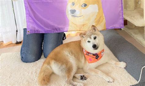 Kabosu the dog, famous for his memes, turns 17! | GMA News Online