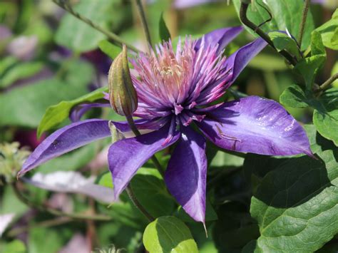 Clematis Multi Blue Care / Krukodlad Klematis 'Multi Blue' | Wexthuset ...