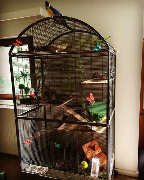 Degu cage new interior | Big bird cage, Cockatiel cage, Bird aviary