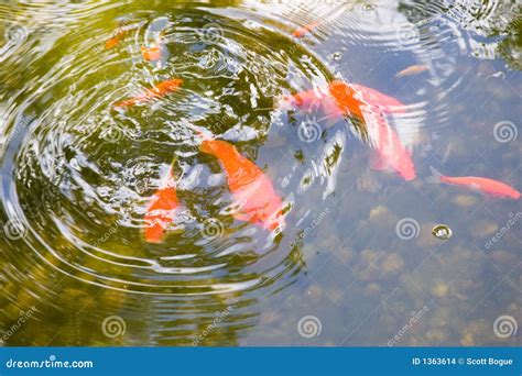 Goldfish Pond stock photo. Image of goldfish, bubbles - 1363614