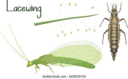 5,589 Lacewings Images, Stock Photos & Vectors | Shutterstock