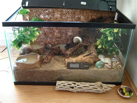 10 gallon ideas | Hermit crab tank, Hermit crab habitat, Hermit crab