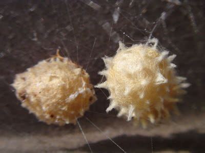 brown recluse sacks | Spider eggs, Egg photo, Spider pictures