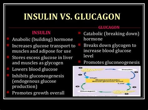 Glucagon - REGULATION OF BLOOD GLUCOSE