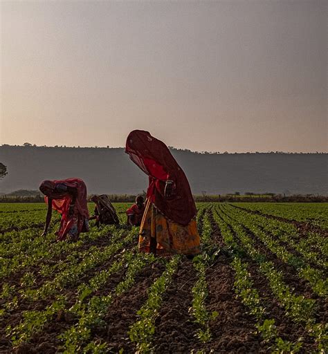 Farmers working in fields - PixaHive