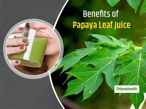 Papaya Leaves Can Fight Dengue, Know All Benefits Of Drinking Papaya ...