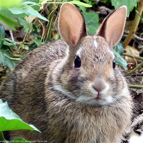 2020-07-23 Eastern Cottontail Rabbit (1024x1024) | Anacortes… | -jon | Flickr