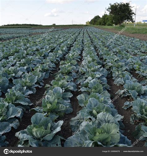 The cabbage field — Stock Photo © Leonid_Eremeychuk #249994076