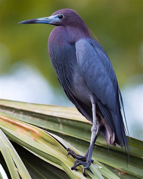 Little Blue Heron | Beautiful birds, Exotic birds, Colorful birds