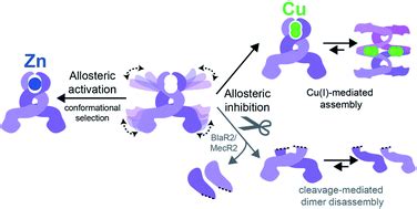 Metal-dependent allosteric activation and inhibition on the same molecular scaffold: the copper ...