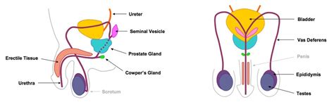 Male Reproductive System Labeled - ClipArt Best