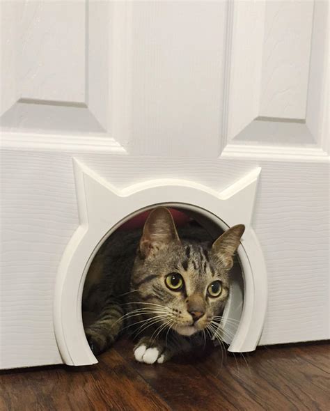 Best Cat Door For Interior Doors - Reviews 2020 | Better dog