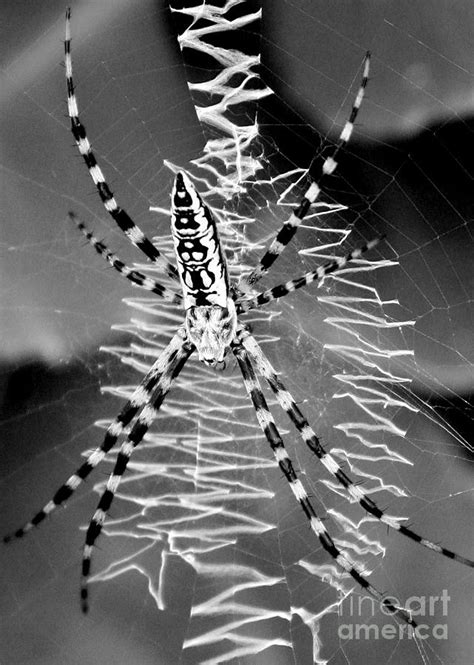 Zipper Spider - Black and White Photograph by Carol Groenen - Pixels