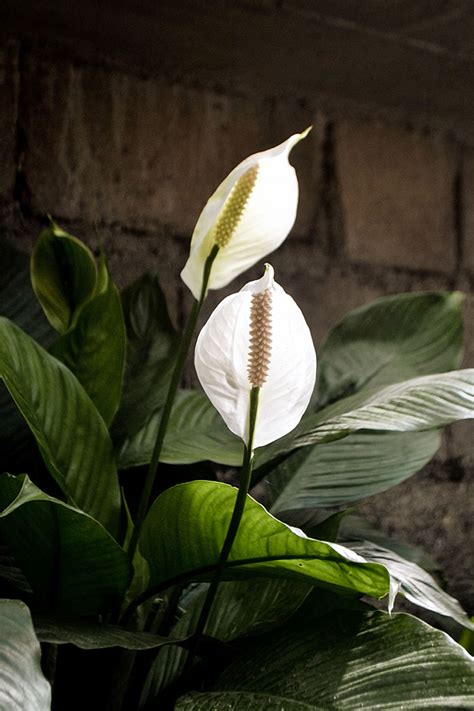 Growing Peace lily plant | Peace lily care | Spathiphyllum - Naturebring