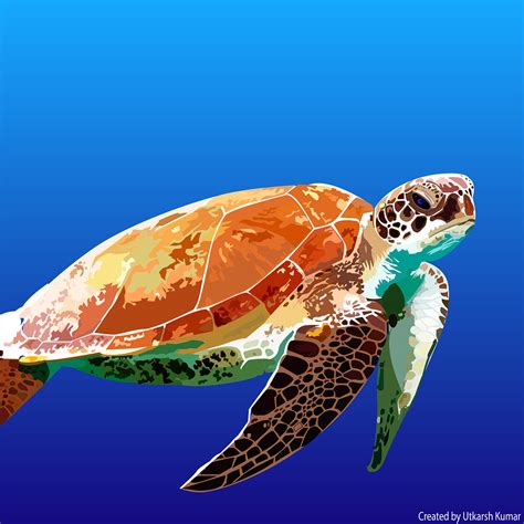 Turtle Vector Illustration on Behance