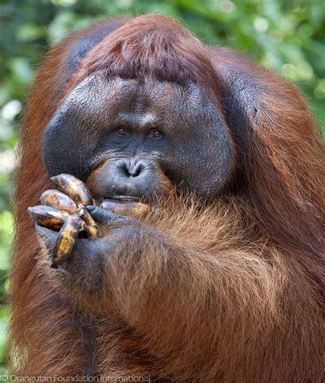 Orangutan Foundation Intl. on Instagram: “Mature male orangutans have ...