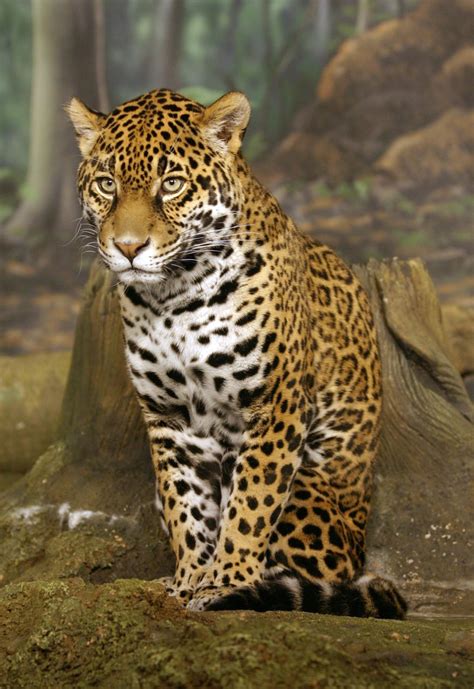 Fauna of Nicaragua - Wikipedia