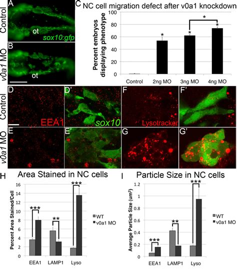 V0a1 knockdown disrupts NC migration and early endosome maturation. (A,... | Download Scientific ...