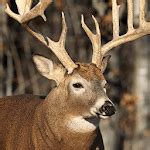 whitetail deer wallpaper free for PC - How to Install on Windows PC, Mac