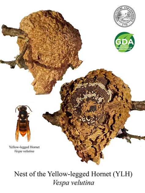 First yellow-legged hornet nest in US eradicated in Georgia