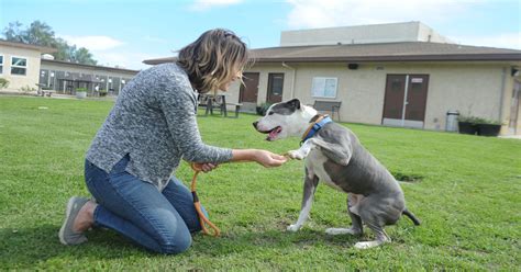 How county's no-kill pet shelter has found success