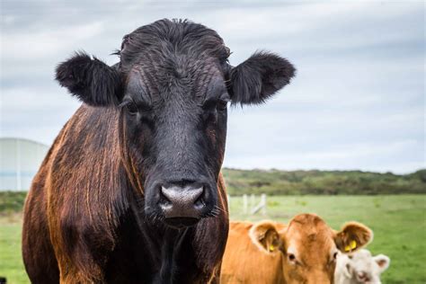 Welsh Black Cattle - A-Z Animals