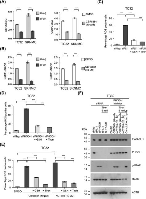 The inhibition of serine-glycine synthesis in EWS cells results in ROS... | Download Scientific ...