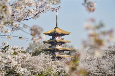 Wuhan's East Lake Cherry Blossom Park 东湖樱花园