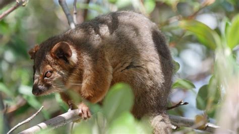 What Attracts Possums In Garden: 15 Natural Ways To Get Rid