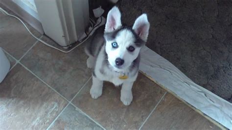 Husky Puppies - Adopt a Puppy - Talent Hounds