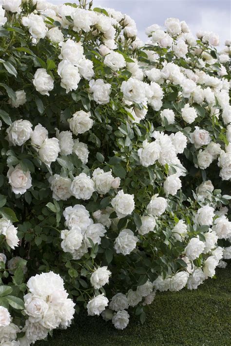 59 best Shrubs images on Pinterest | Monrovia plants, Blossoms and Flower beds