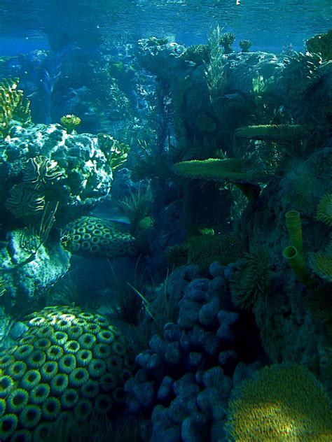 Finding Nemo | Steve Jurvetson | Flickr
