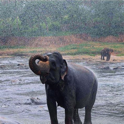 Sri Lankan Elephants having bathing At Pinnawala #SriLanka Photograper ...